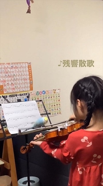 バイオリンの練習に参加するインコ