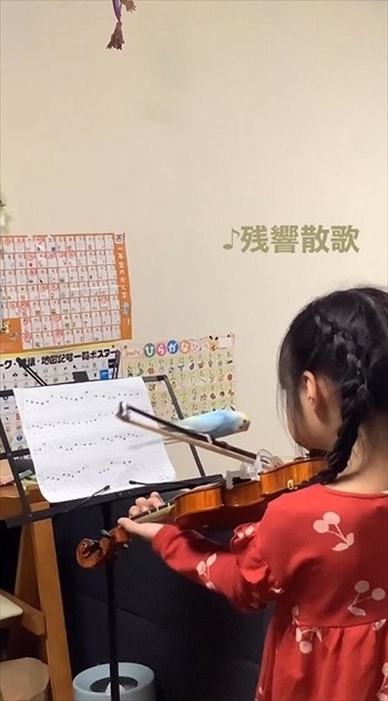 バイオリンの練習に参加するインコ