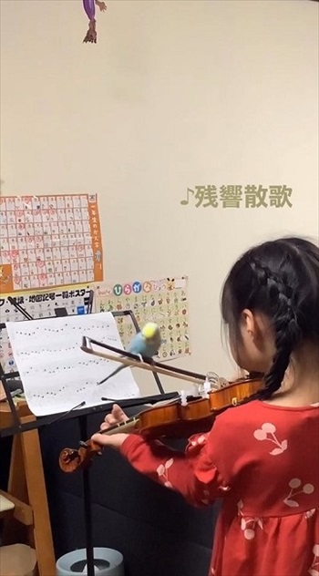 バイオリンの練習に参加するインコ