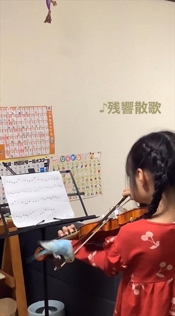 バイオリンの練習に参加するインコ