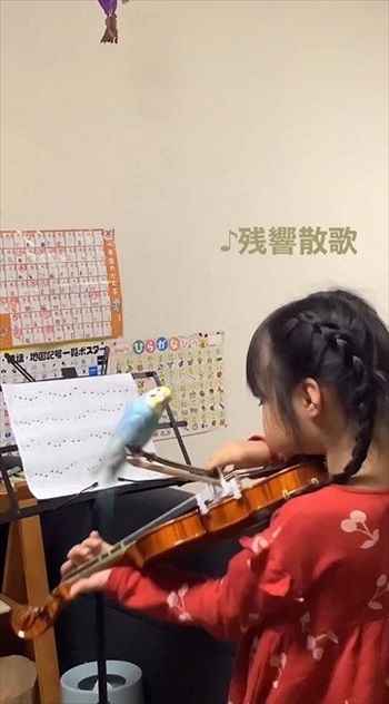 バイオリンの練習に参加するインコ