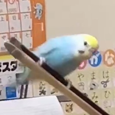 バイオリンの練習に参加するインコ