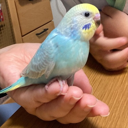 バイオリンの練習に参加するインコ