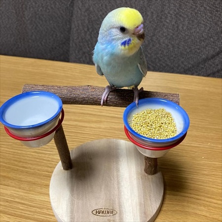 バイオリンの練習に参加するインコ