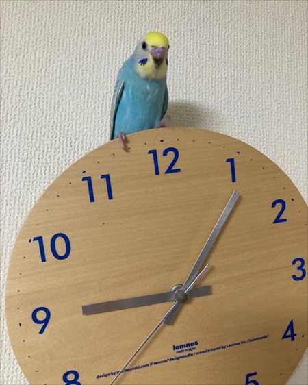 バイオリンの練習に参加するインコ
