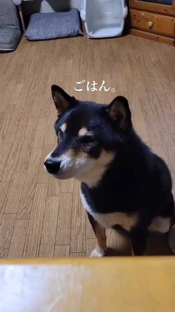 ごはんとしゃべる柴犬