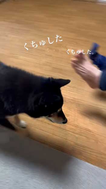 ごはんとしゃべる柴犬