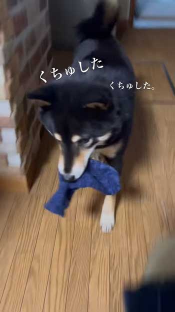 ごはんとしゃべる柴犬