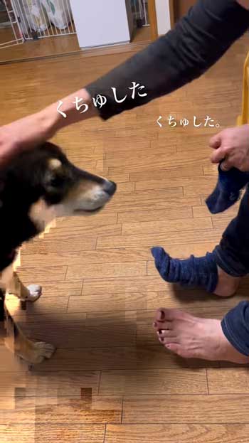 ごはんとしゃべる柴犬