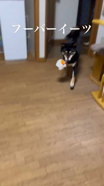 ごはんとしゃべる柴犬