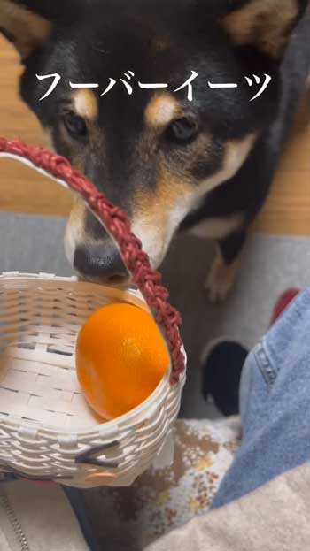 ごはんとしゃべる柴犬