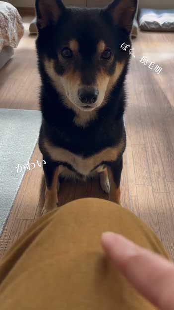 ごはんとしゃべる柴犬