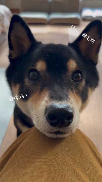 ごはんとしゃべる柴犬
