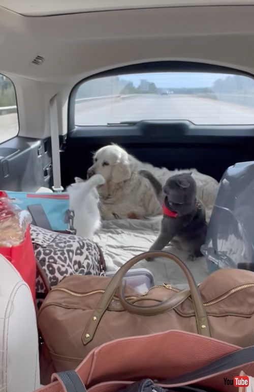 ケンカに巻き込まれたくないワンコ