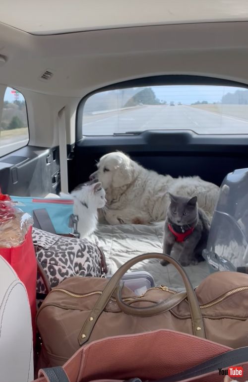 ケンカに巻き込まれたくないワンコ