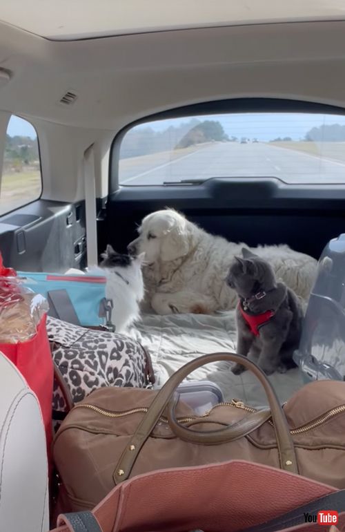 ケンカに巻き込まれたくないワンコ