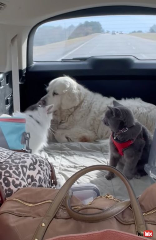 ケンカに巻き込まれたくないワンコ