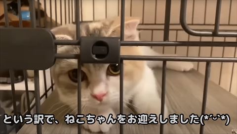 ねこちゃんをお迎えしましたテロップ