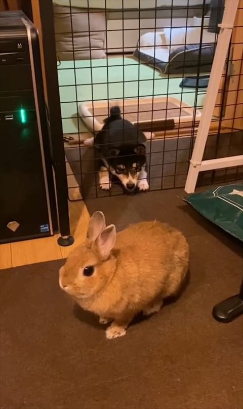 子犬とうさぎ