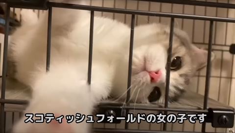 スコティッシュフィールドの女の子テロップ