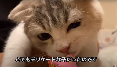 デリケートな子テロップ