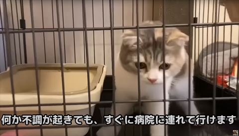 不調が起きてもすぐに病院に行けるテロップと子猫