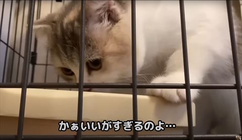 かぁいいがすぎるテロップと子猫