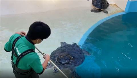 飼育員の足元に来るカメ