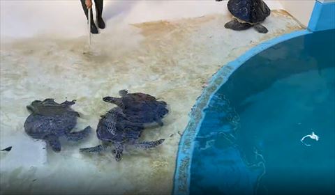 去っていく3匹のウミガメ