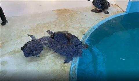 寄ってくる大きいカメと小さいカメ