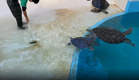 去っていく大きいカメと小さいカメ