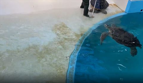 画面右側に大きいカメさん2匹