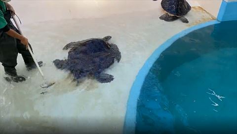 飼育員に背中を向ける大きなカメ