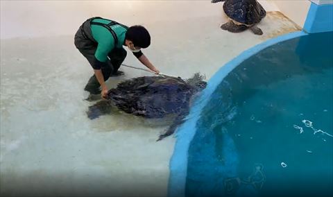 カメをうしろから押す飼育員