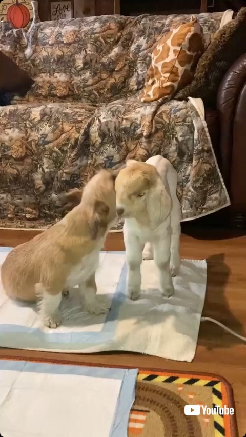 顔をなめる子犬