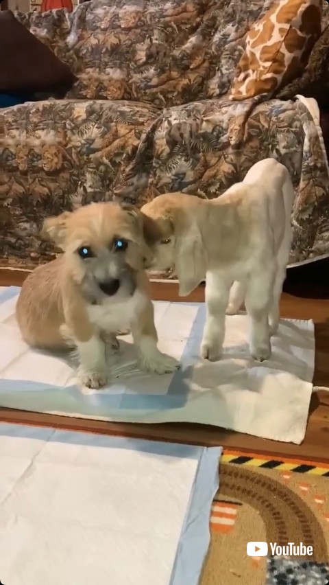 子犬に顔を近づける子ヤギ