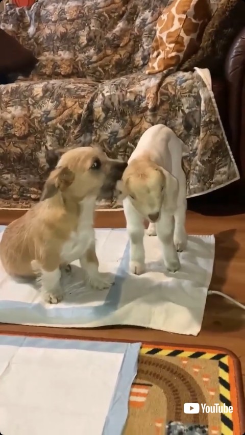 顔をぺろぺろする子犬