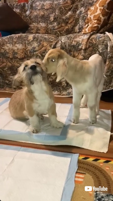 気持ちよさそうになめられる子犬