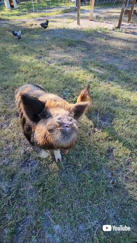 飼い主を見るイノシシ