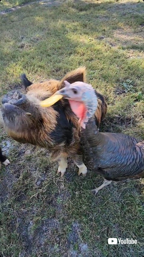 盗み食いする七面鳥
