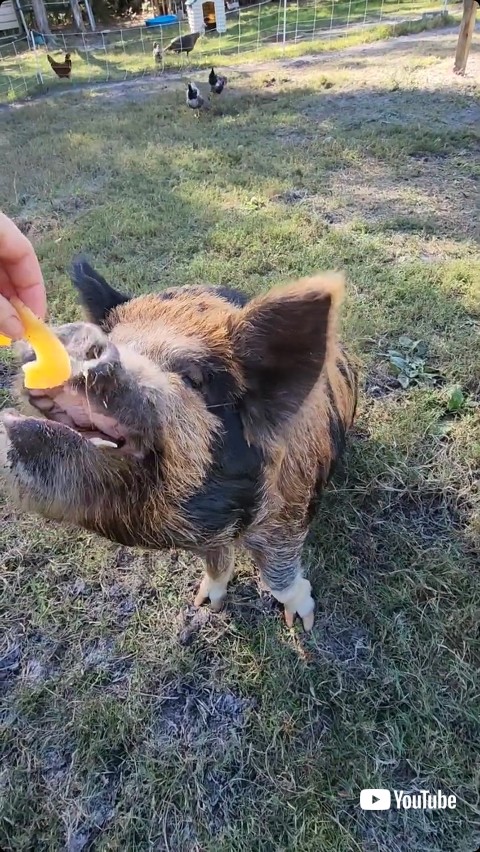 パイナップルを差し出される豚