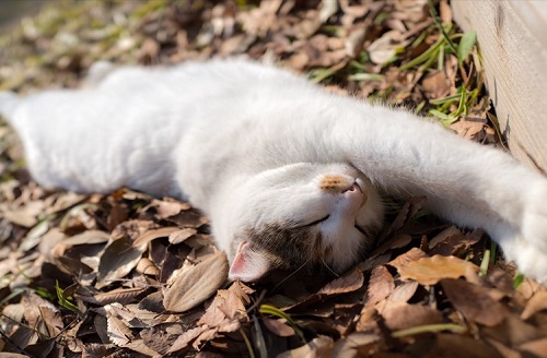 ペット手帳 ベストショット