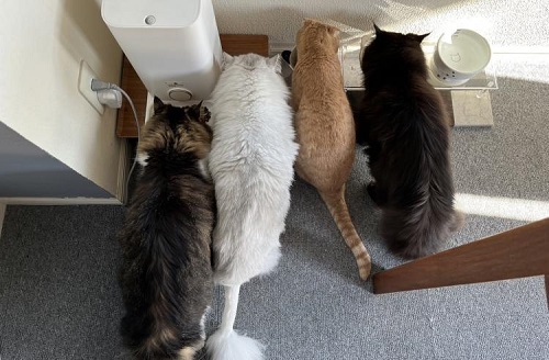 ペット手帳 ベストショット