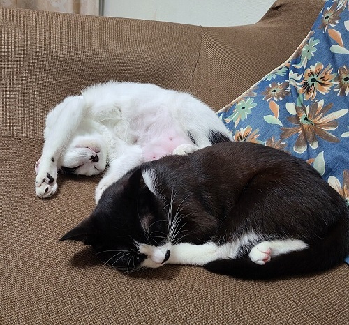 ペット手帳 ベストショット