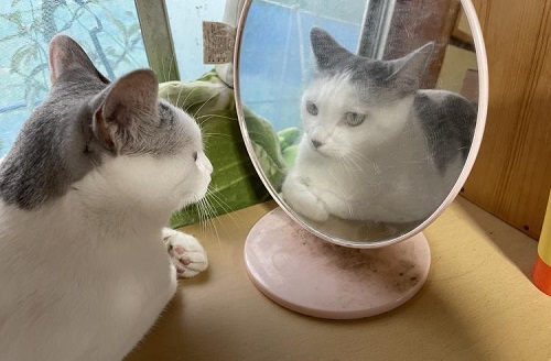 ペット手帳 ベストショット