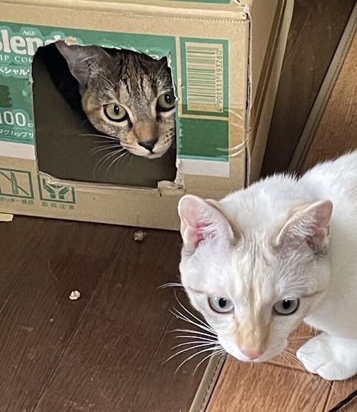 ペット手帳 ベストショット