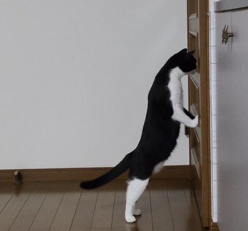 ペット手帳 ベストショット