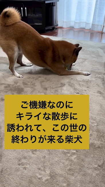 お散歩嫌い犬