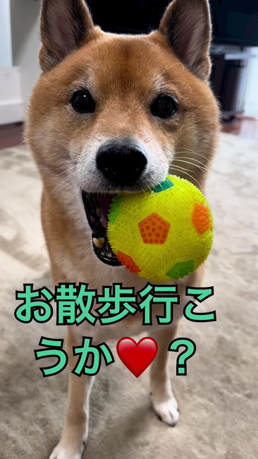 お散歩行こうか？