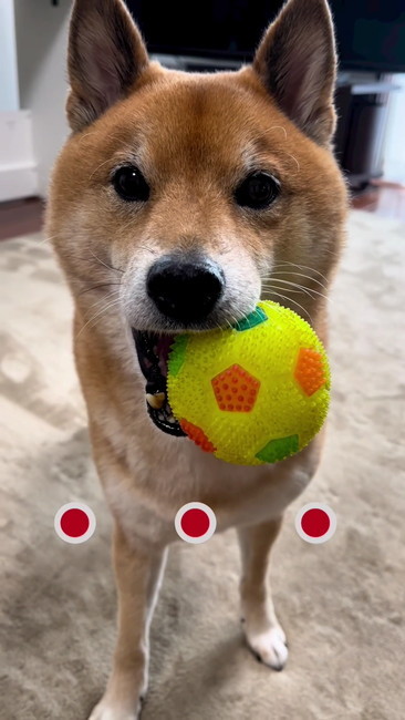 行きたくない……